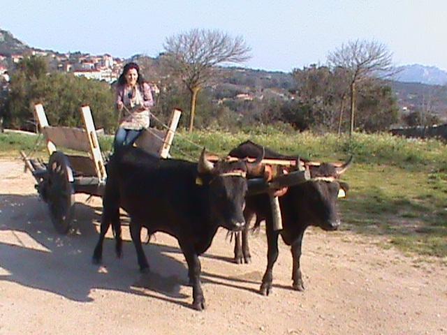 Agriturismo Il Muto Di Gallura Aggius Екстер'єр фото