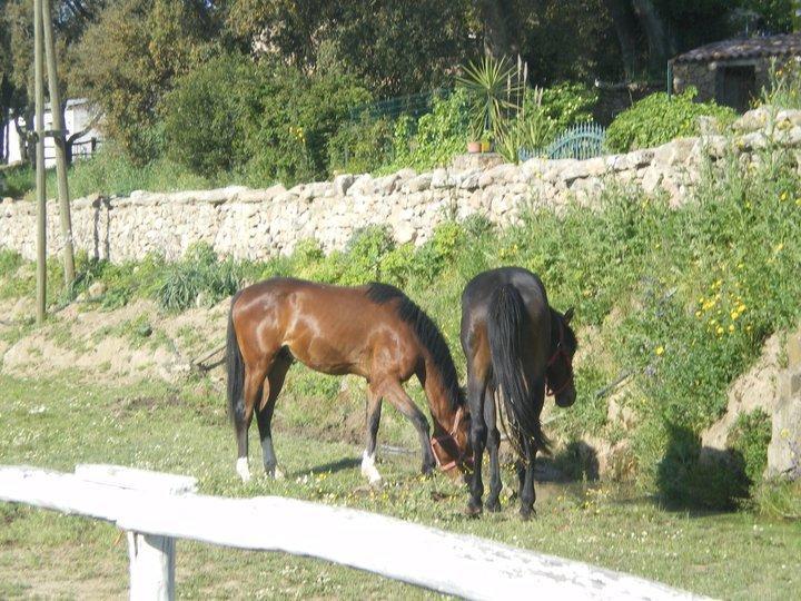 Agriturismo Il Muto Di Gallura Aggius Екстер'єр фото