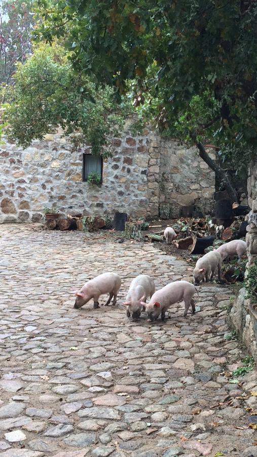 Agriturismo Il Muto Di Gallura Aggius Екстер'єр фото